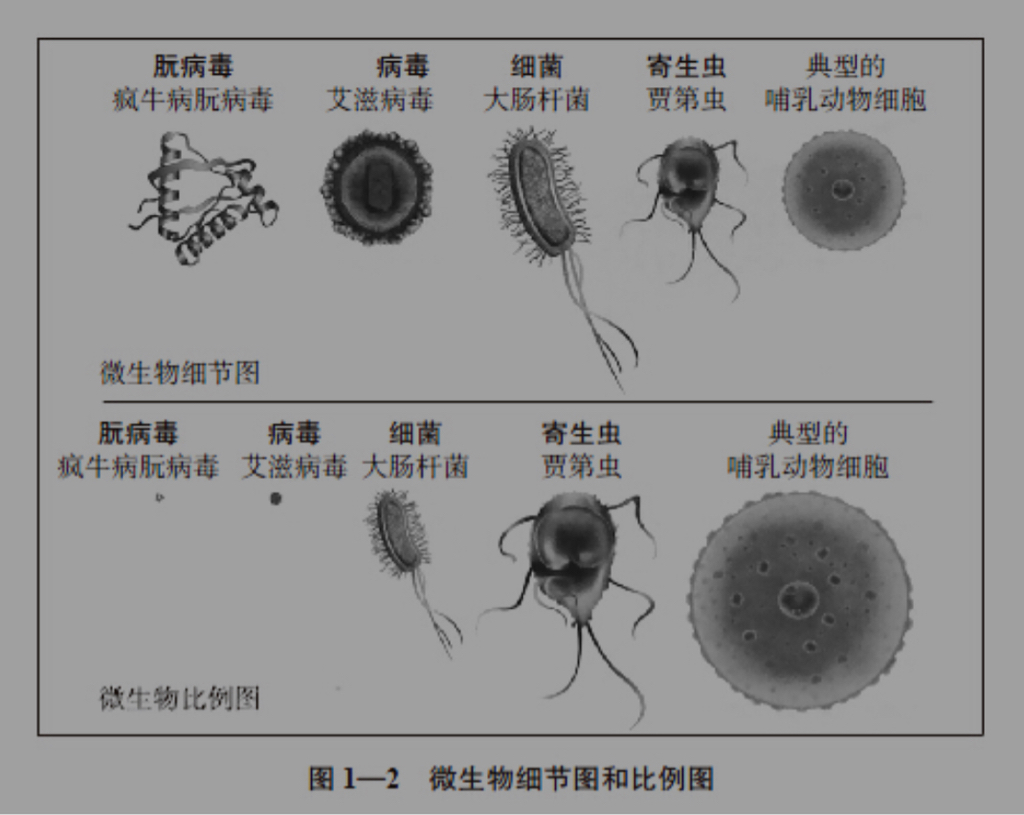 它们是已知最小的微生物,已知病毒中最大的是600纳米长的米米病毒