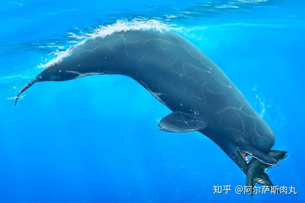 正在捕食企鹅的粗壮尖喙鲸,其吻部相比亲兄弟恐齿尖喙鲸而言更突出