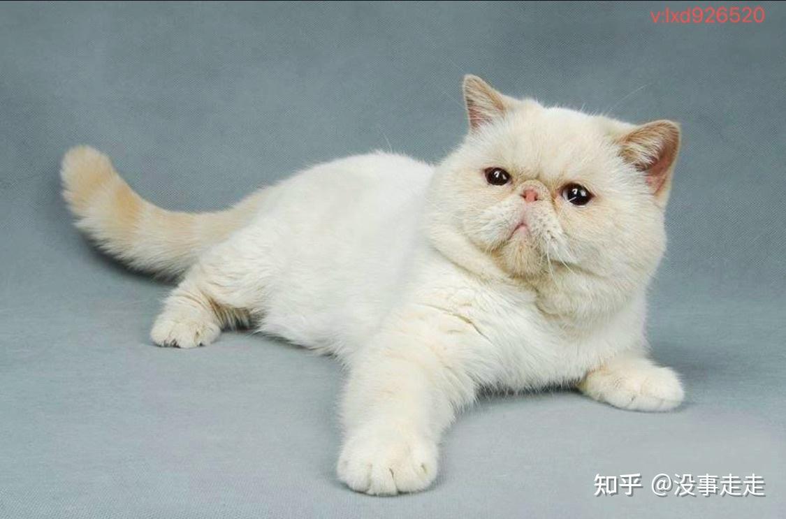 养哪种猫(橘猫 英短猫 布偶猫 加菲
