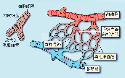 生理10 吻合之网马尔皮基证明毛细血管的存在 知乎