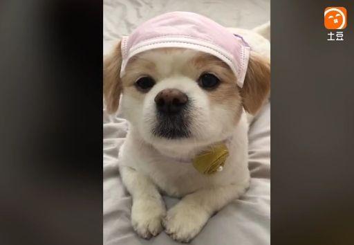 有谁知道有个头上戴粉色口罩的狗狗叫啥名字 ?