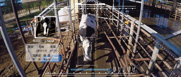 京东数科ai养牛的智能监测站,对奶牛进行无接触自动化体况评估