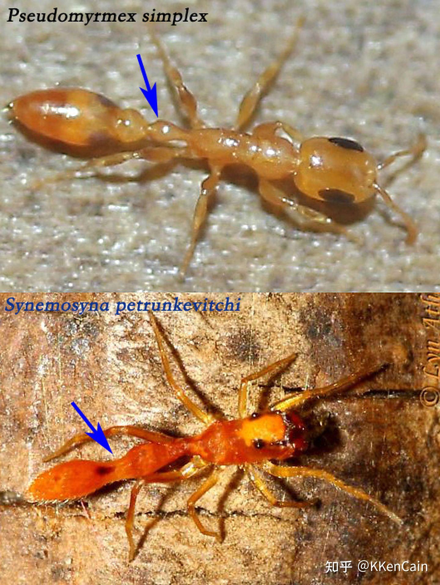 请问这是什么昆虫?爬行似蚂蚁,外观像蜘蛛?
