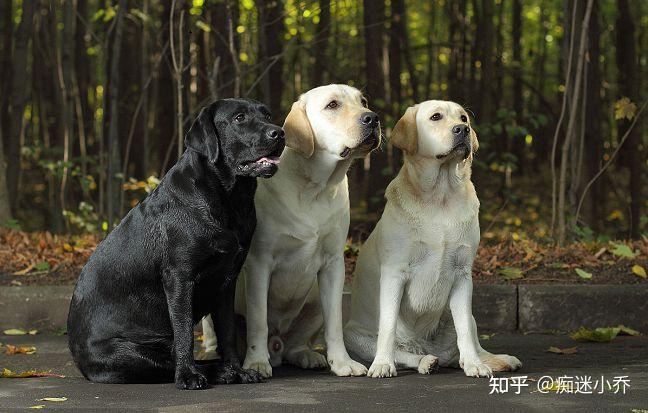 拉布拉多犬是现役最多的工作犬,常用于导盲犬,搜救犬,缉毒犬等,拉拉的