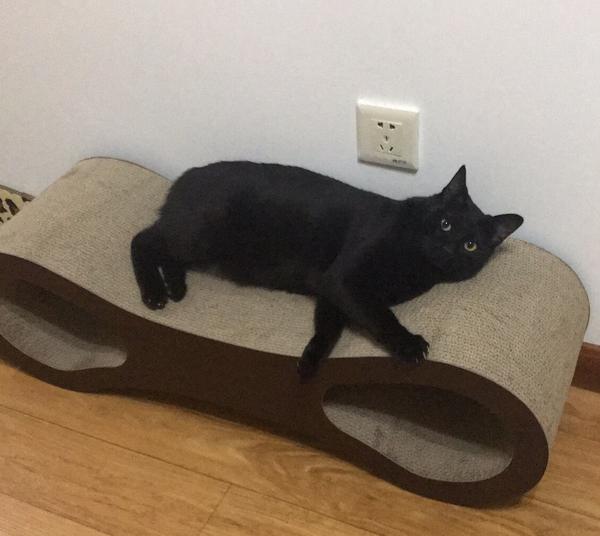 黑猫和白猫哪个更可爱?