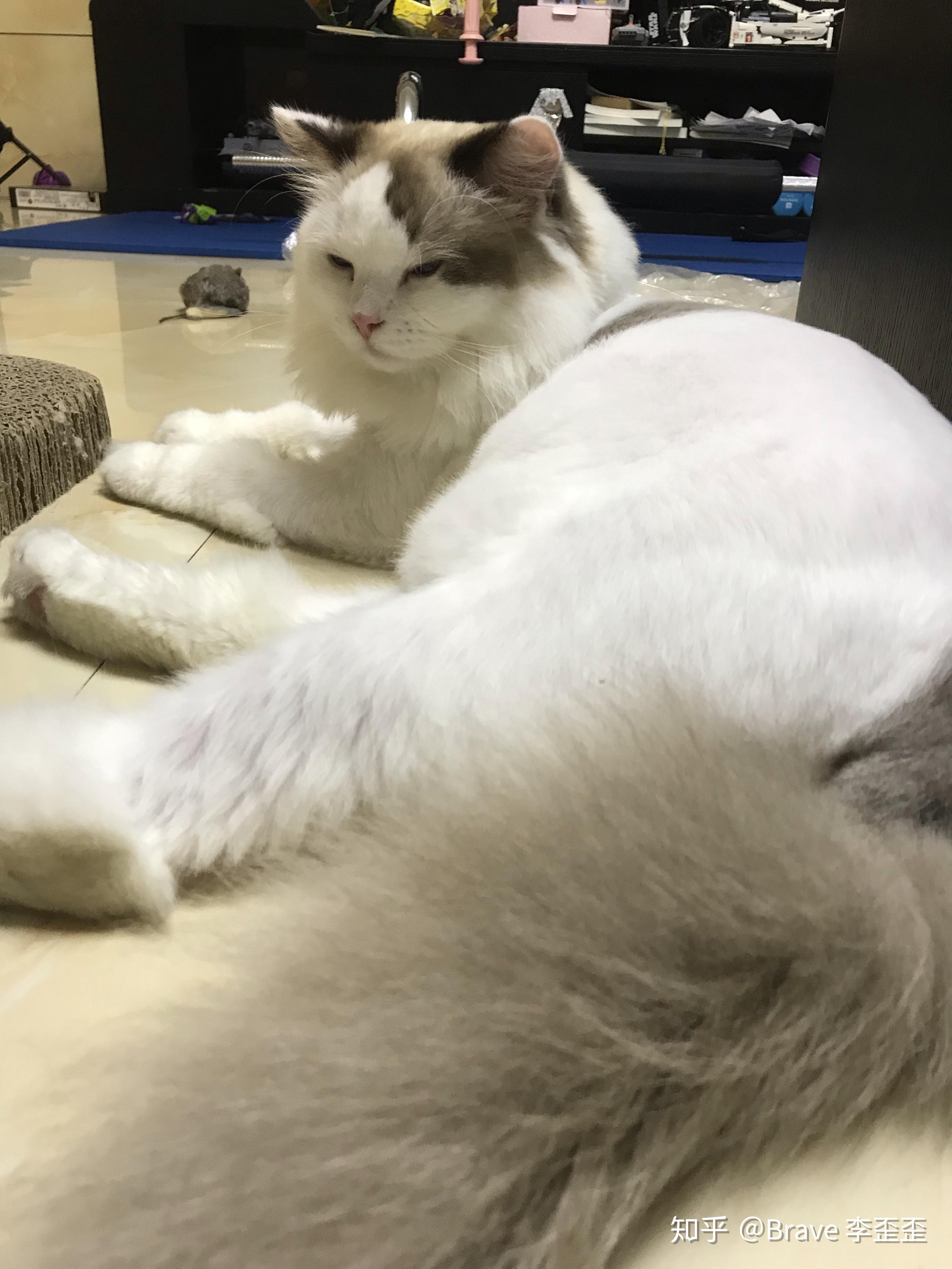 布偶猫软便剪毛布偶软便能剪毛吗