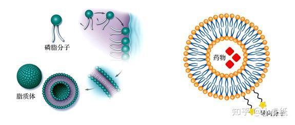 脂质体的形成,图片来源[5]