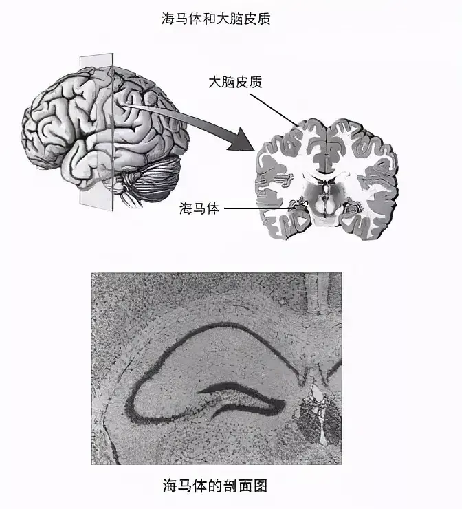 1"欺骗"大脑 通过4次复习变成永久记忆