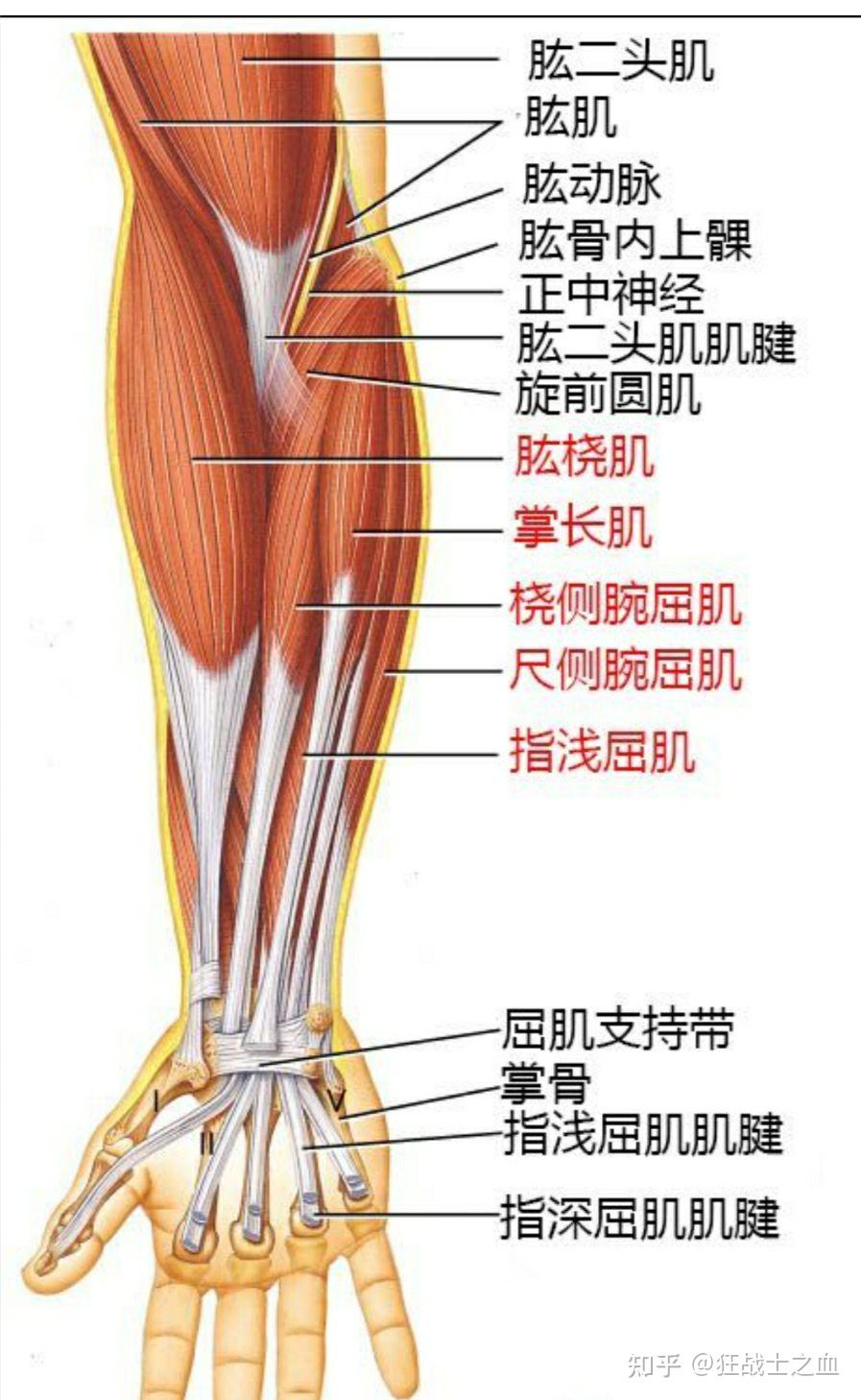 请问锻炼手部肌肉握力的好处有哪些