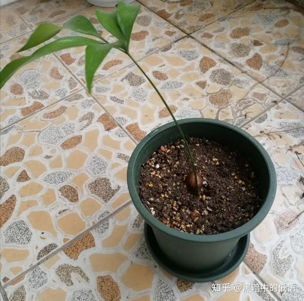 波温铁boweniaspectabilis