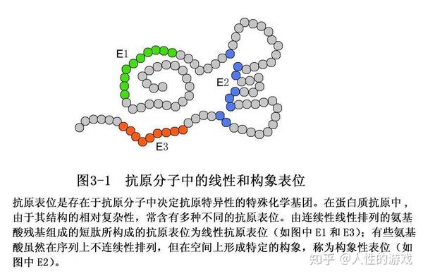 新型冠状病毒229灭活疫苗激活淋巴细胞引起免疫应答表位