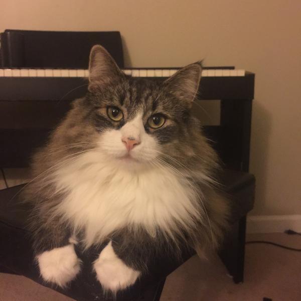 在猫界的眼中,算美和帅的猫长的什么样?