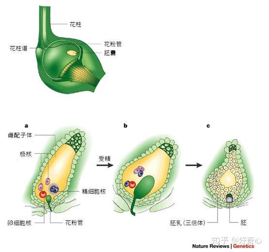 虽然花粉管直径还不到一微米,它的尖端上却分布着种类丰富的蛋白质.