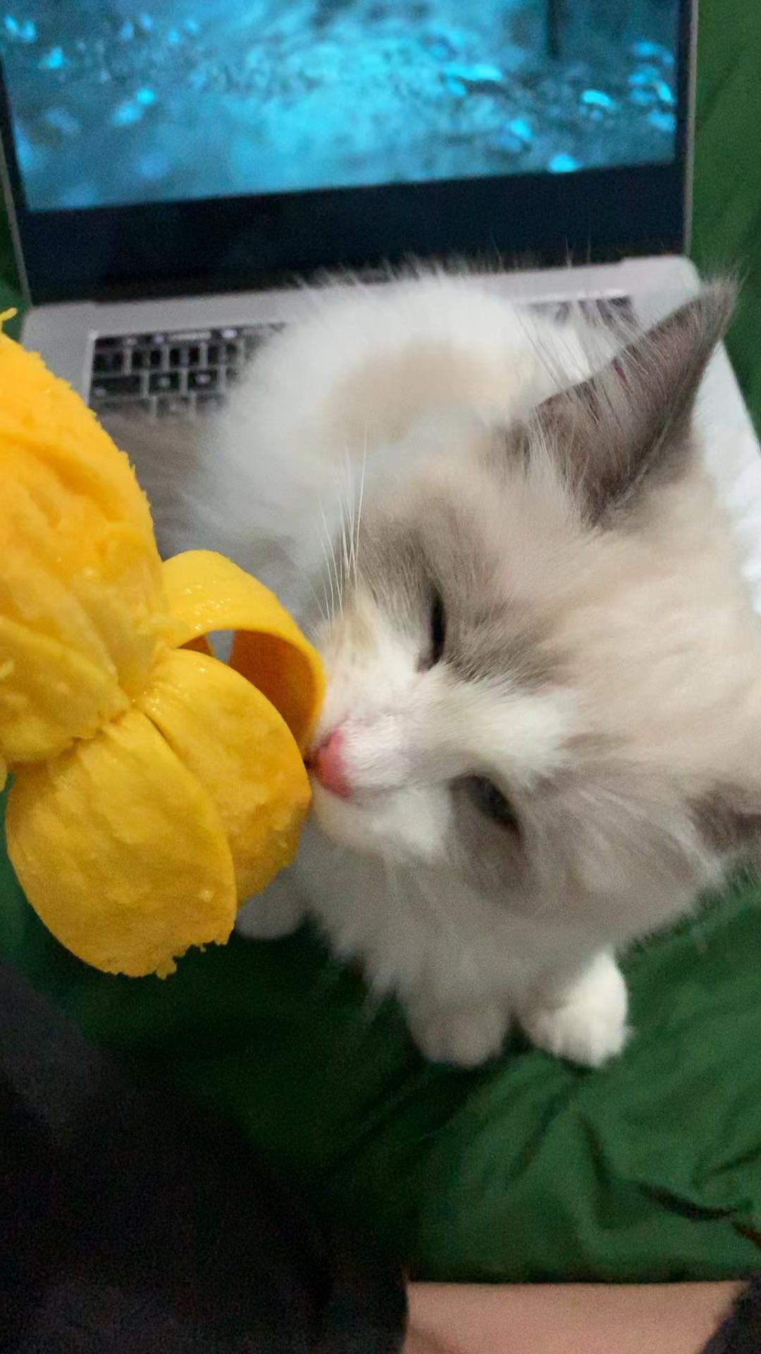 猫可以吃芒果吗?