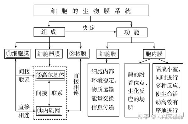 高中生物学大概念:分子与细胞知识结构图,一轮复习必备!