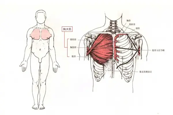 【肌肉科普】探讨身体肌肉—胸大肌