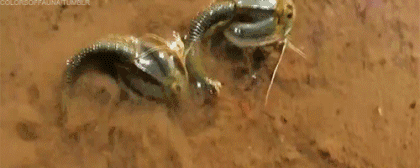 甚至在自然界中也几乎没有天敌. 但作为牺牲,它同时也活成了小透明.