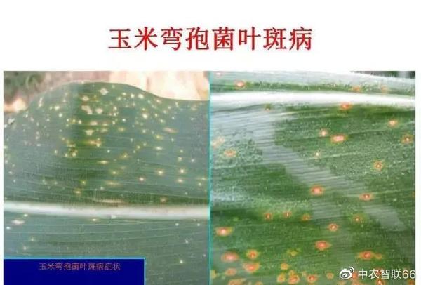 玉米病害谱图解