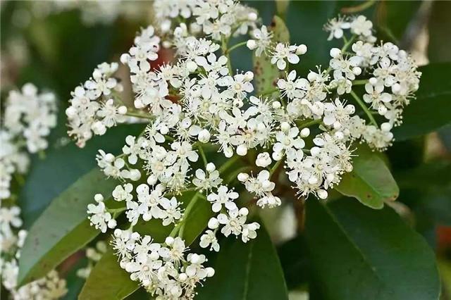 又是一年石楠花的季节你会迎楠而上吗