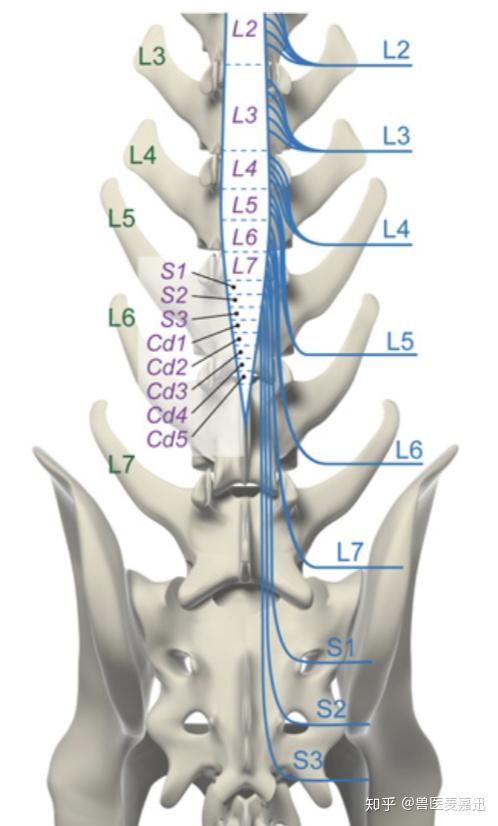 描述的脊髓节段不等于脊柱骨,需区分两者概念