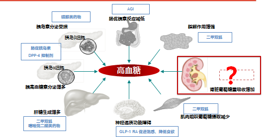 糖尿病新药sglt2抑制剂,何以号称胜过二甲双胍?