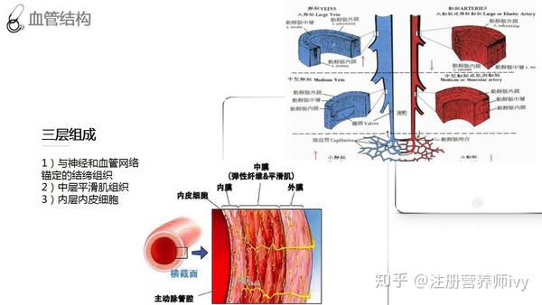 功能医学如何看待心血管疾病 我们的血管主要有三层组织组成 最外层