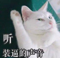 猫咪表情包