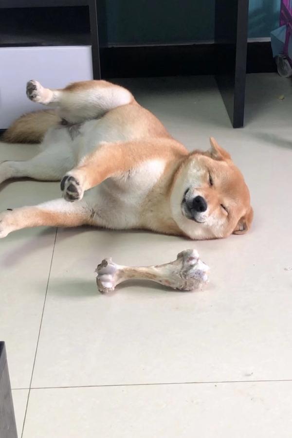想请教下各位这个柴犬怎么样,价格是1.