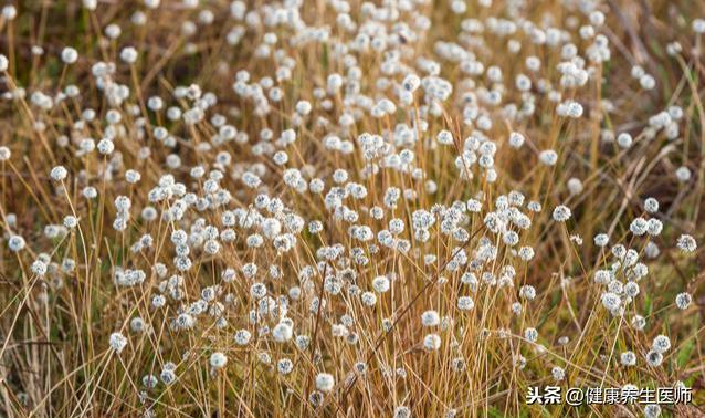 龟板:下甲,元武版瓜蒂:苦丁香,甜瓜巴,瓜丁 瓜蒌:栝楼骨碎补:申姜,元