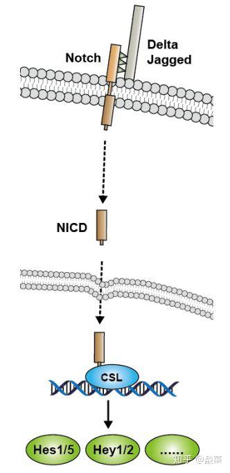 经典信号通路总结——notch信号通路