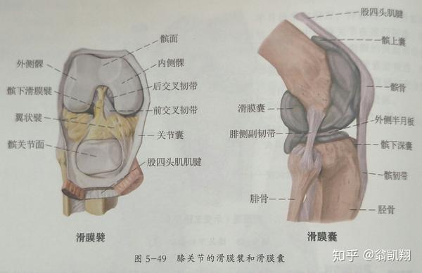 三,滑膜襞:膝关节内空腔隙比较多,由含有脂肪组织的滑膜襞来填充,在