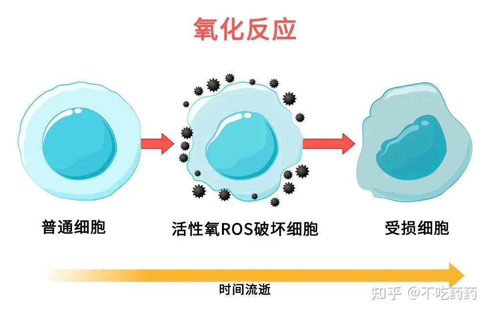 皮肤衰老;而且细胞内的脂类受到细胞作用,也会发生脂质氧化作用