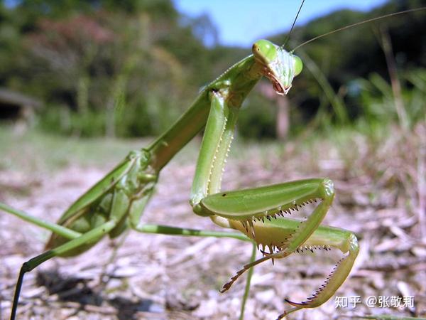 中华大刀螳(中华刀螳)tenodera sinensis 前足就像挂在长杆上的铡刀