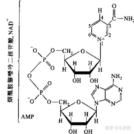 nad 结构式见下图[3.接下来我们就要说一些课本上没有的东西了.