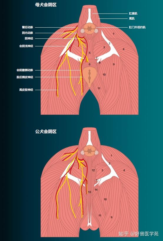 小动物骨盆部解剖图部分