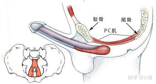 干货篇彻底讲懂pc肌相关问题