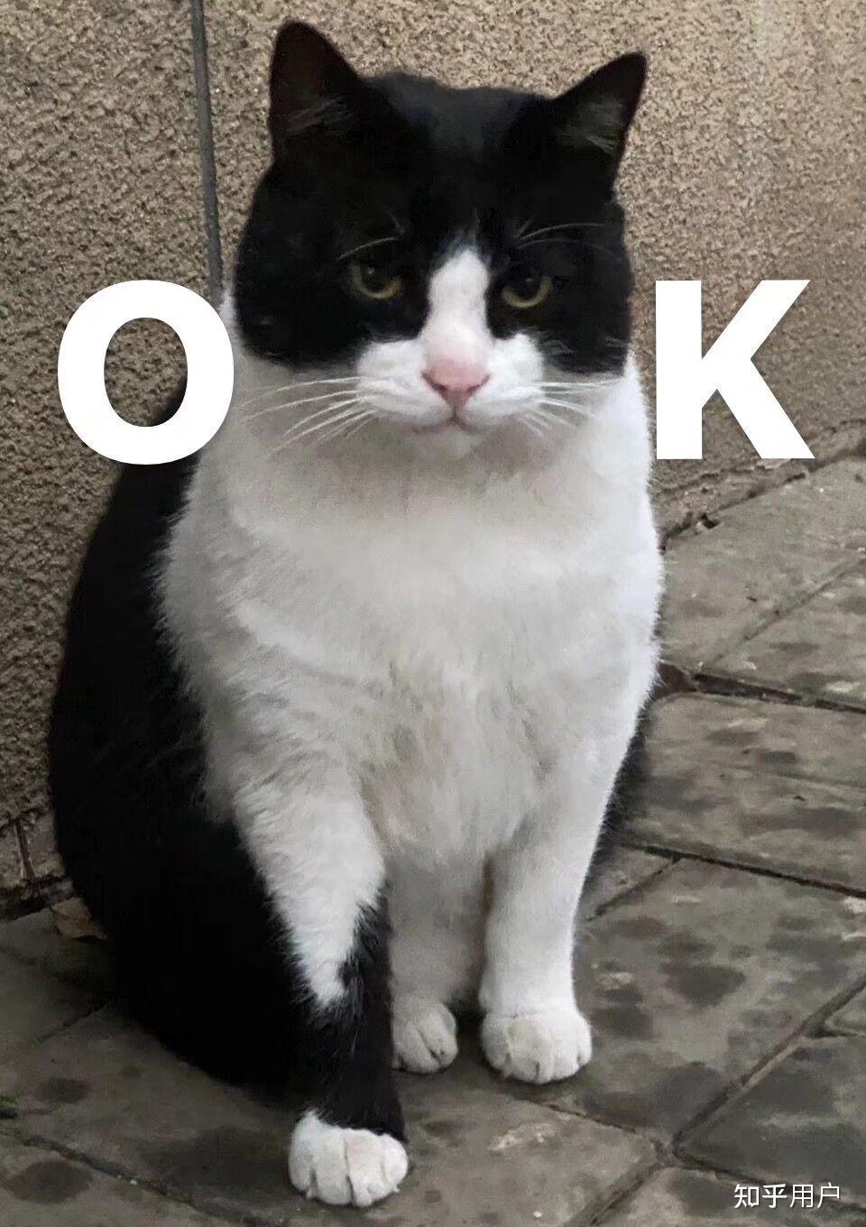 有没有几把猫的表情包