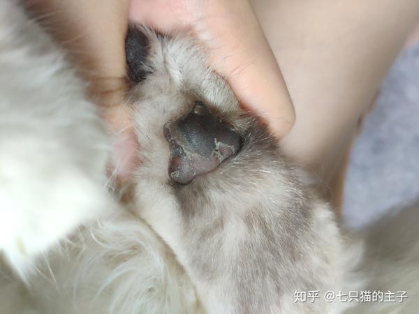 猫爪肉垫干裂蜕皮护理