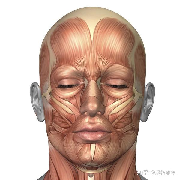 坚持学画人体结构之肌肉部分面肌