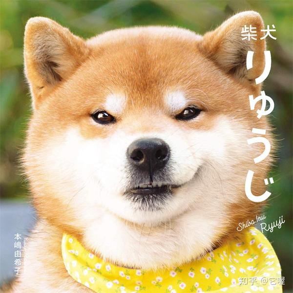 柴犬篇 | 魔性汪,表情帝,柴犬都有哪些迷之操作?