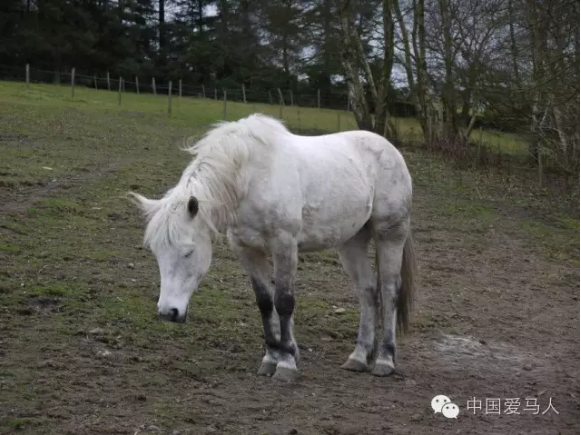 马为什么站着睡觉回答这些就够了