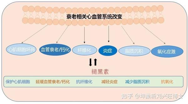 褪黑素调节卵巢功能的作用您知道吗?