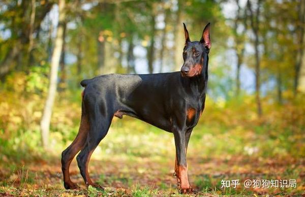 犬种,现在也有很多城市已经禁养了,它性格活泼,机警,勇敢,大胆好撕咬