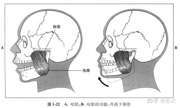 颞下颌关节功能解剖学习脸歪弹响不明原因头痛你该看看这里了