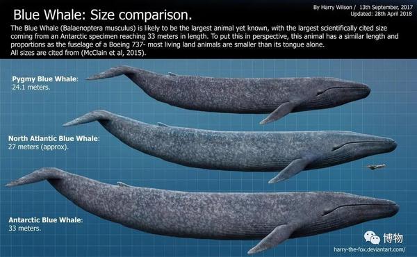 蓝鲸出来喷个气,都是爱你的形状 知乎