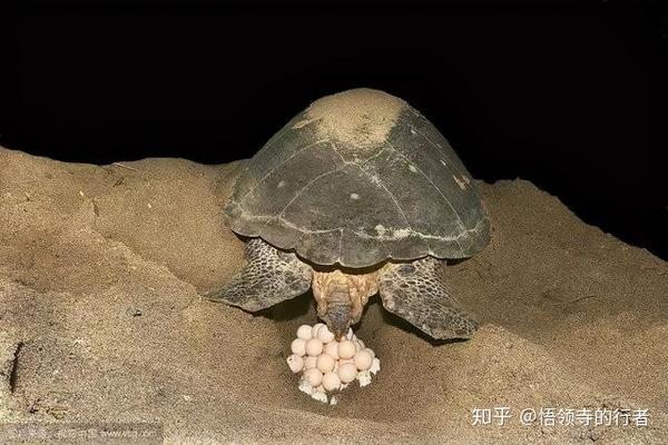 "海龟下蛋".图源见水印,侵权删除