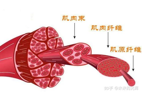 肌纤维由肌原纤维,肌质组成