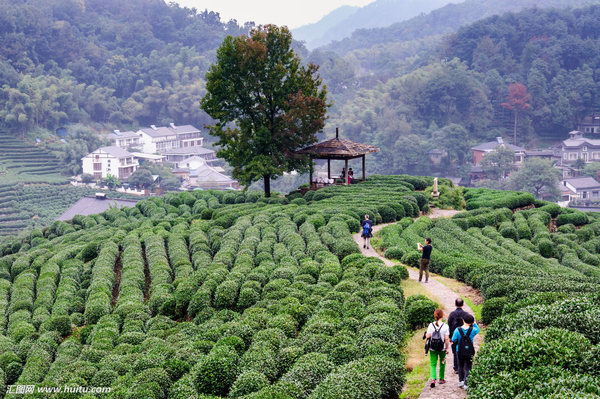 杭州西湖灵隐寺旁的龙井村