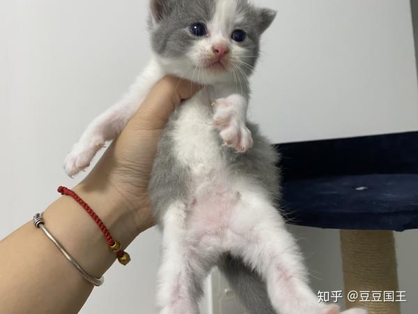 英短蓝白蓝猫净梵找领养