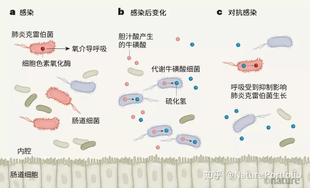 stacy及其同事报告称,小鼠在感染肠道病原体肺炎克雷伯菌(klebsiella